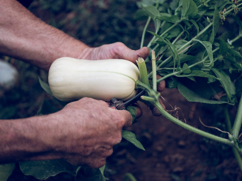 Vente de couteaux spéciaux jardinage